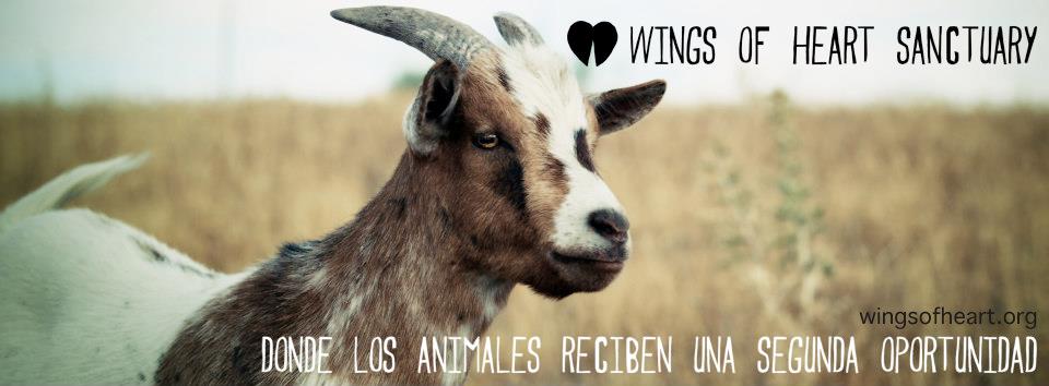 Fiesta solidaria con el santuario animal Wings Of Heart en Arrebato el viernes 12 de abril